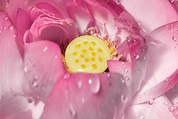 LOTUS SACRÉ