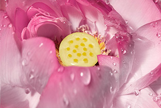 Lotus Sacré