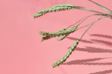 L'EAU VÉGÉTALE DE RIZ